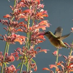Agastache Rupestris -Perennials Sales Store hummingbirdandagastache rupestris