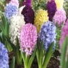 Easter Joy Hyacinth Mix 1 Easter Joy Hyacinth Mix -Perennials Sales Store hyacinth easter joy mix garden flowers