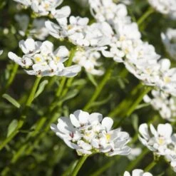 Purity Dwarf Candytuft (Iberis) 8 Purity Dwarf Candytuft (Iberis) -Perennials Sales Store iberis sempervirens purity dwarf candytuft 59555 1 1