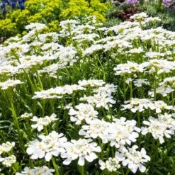 Purity Dwarf Candytuft (Iberis) 9 Purity Dwarf Candytuft (Iberis) -Perennials Sales Store iberis sempervirens purity dwarf candytuft 59555 2.jpg 1