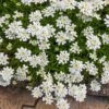 Purity Dwarf Candytuft (Iberis) -Perennials Sales Store iberis sempervirens purity dwarf candytuft 59555 3 2