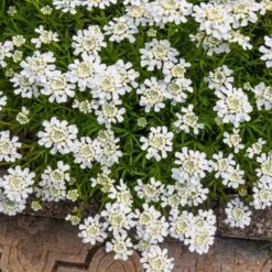 Purity Dwarf Candytuft (Iberis)