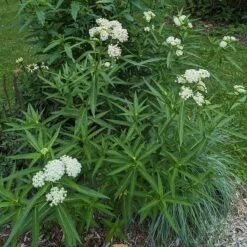 Ice Ballet Swamp Milkweed -Perennials Sales Store ice ballet 4