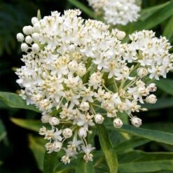 Ice Ballet Swamp Milkweed -Perennials Sales Store ice ballet milkweed asclepias in