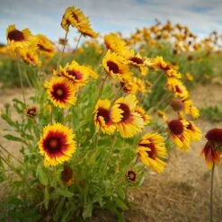 Dry Area Wildflower Seed Mix -Perennials Sales Store indian blanket flower
