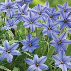 Perennials Sales Store -Perennials Sales Store ipheion uniflorum jessie 59592 web