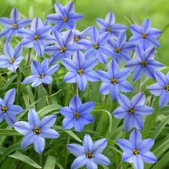 Jessie Spring Starflower -Perennials Sales Store ipheionjessie