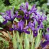 George Specie Iris (Mini Iris) -Perennials Sales Store iris histroides george 1