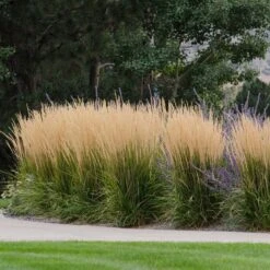Karl Foerster Feather Reed Grass -Perennials Sales Store karl feorster feather reed grass 1