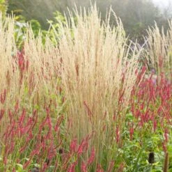 Karl Foerster Feather Reed Grass -Perennials Sales Store karl feorster feather reed grass 3