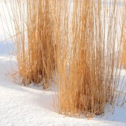 Karl Foerster Feather Reed Grass -Perennials Sales Store karl foerster feather reed grass winter