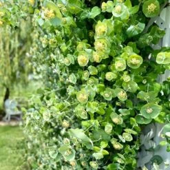 Perennials Sales Store -Perennials Sales Store kintzkeys ghost honeysucke 1