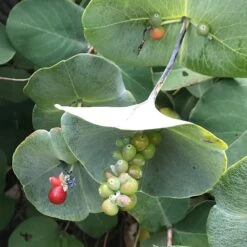 Kintzley's Ghost® Honeysuckle Vine -Perennials Sales Store kintzkeys ghost honeysucke 2