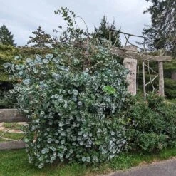 Kintzley's Ghost® Honeysuckle Vine -Perennials Sales Store kintzkeys ghost honeysucke 3