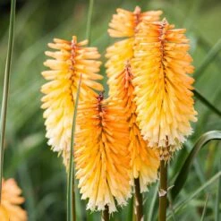 Dwarf Red Hot Poker -Perennials Sales Store kniphofia triangularis dwarf red hot poker