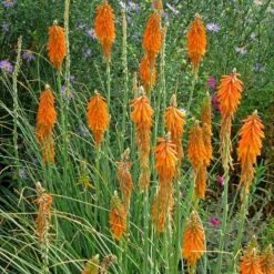 Perennials Sales Store -Perennials Sales Store kniphofia triangularis