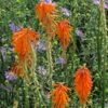 Dwarf Red Hot Poker -Perennials Sales Store kniphofia triangularis biennial aster