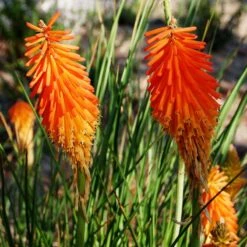 Dwarf Red Hot Poker -Perennials Sales Store kniphofia triangularis mike davvy