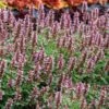 Kudos™ Silver Blue Agastache -Perennials Sales Store kudos silver blue agastache 1