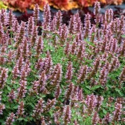 Kudos™ Silver Blue Agastache