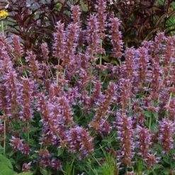 Kudos™ Silver Blue Agastache -Perennials Sales Store kudos silver blue agastache 3