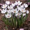 Lady Killer Snow Crocus -Perennials Sales Store lady killer snow crocus