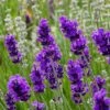 FlowerKisser® After Midnight English Lavender -Perennials Sales Store lavander angustifolia after midnight 2 cc cropped 2