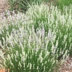 FlowerKisser® Delft Blue & White English Lavender -Perennials Sales Store lavandula angustifolia flowerkisser delft blue and white flowers