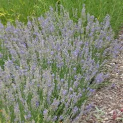 FlowerKisser® Delft Blue & White English Lavender -Perennials Sales Store lavandula angustifolia flowerkisser delft blue and white whole plant garden