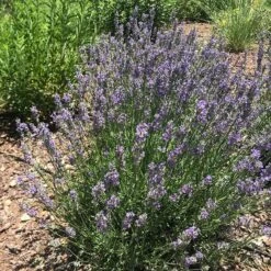 FlowerKisser® Delft Blue & White English Lavender -Perennials Sales Store lavandula angustifolia flowerkisser delft blue white flowers