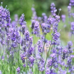Vera English Lavender -Perennials Sales Store lavandula angustifolia vera
