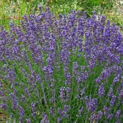 Vera English Lavender -Perennials Sales Store lavandula angustifolia vera cc 1