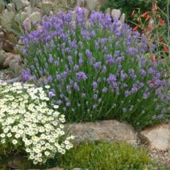 Wee One Dwarf English Lavender -Perennials Sales Store lavandula angustifolia wee one with melampodium leucanthum 1