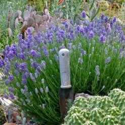 Wee One Dwarf English Lavender -Perennials Sales Store lavandula angustifolia wee one with trowel for size cc 1