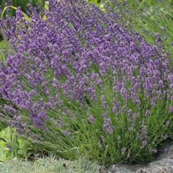 Buena Vista English Lavender -Perennials Sales Store lavandula buena vista lavender garden 2