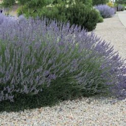 Grosso French Lavender -Perennials Sales Store lavandula grosso 63152 web 3 1 1