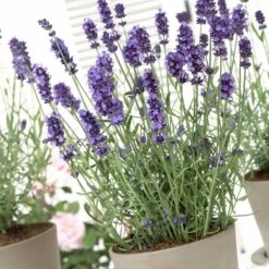 Hidcote Blue English Lavender -Perennials Sales Store lavandula hidcote lavender pot 1