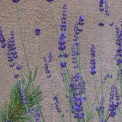 Gros Bleu French Lavender -Perennials Sales Store lavandula inter gros bleu close up 1