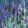 Mitcham Gray English Lavender 2 Mitcham Gray English Lavender -Perennials Sales Store lavandula mitcham gray 63116 9 2