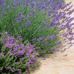 Dark Violet Skullcap (Scutellaria) -Perennials Sales Store lavandula pastor pride scutellaria violet cloud