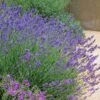 Pastor's Pride English Lavender -Perennials Sales Store lavandula pastors pride lavender 1 2