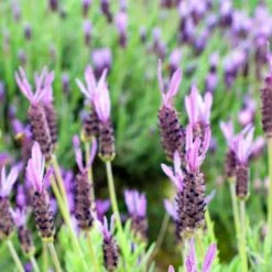 Purple Ribbon Spanish Lavender -Perennials Sales Store lavandula stoechas purple ribbon spanish lavender flowers 1