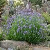 Wee One Dwarf English Lavender 2 Wee One Dwarf English Lavender -Perennials Sales Store lavandula wee one opuntia echinocereus cropped 2