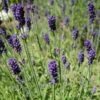 Hidcote Blue English Lavender 1 Hidcote Blue English Lavender -Perennials Sales Store lavandula angustifolia hidcote blue lavender enlgish blue cropped