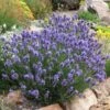 Thumbelina Leigh Dwarf English Lavender -Perennials Sales Store lavandula angustifolia thumbelina leigh web 1