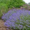 Blue Cushion English Lavender -Perennials Sales Store lavandula blue cushion garden 10958 3