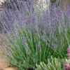 Gros Bleu French Lavender -Perennials Sales Store lavandula intermedia 63156 1 web 5