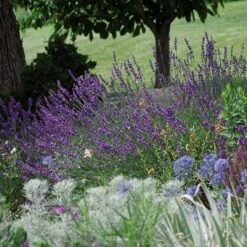 Sharon Roberts English Lavender -Perennials Sales Store lavandula sharon roberts 1