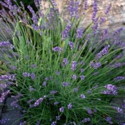 Sharon Roberts English Lavender -Perennials Sales Store lavandula sharon roberts 1 1 1