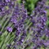 Sharon Roberts English Lavender -Perennials Sales Store lavandula sharon roberts with bee 1 1